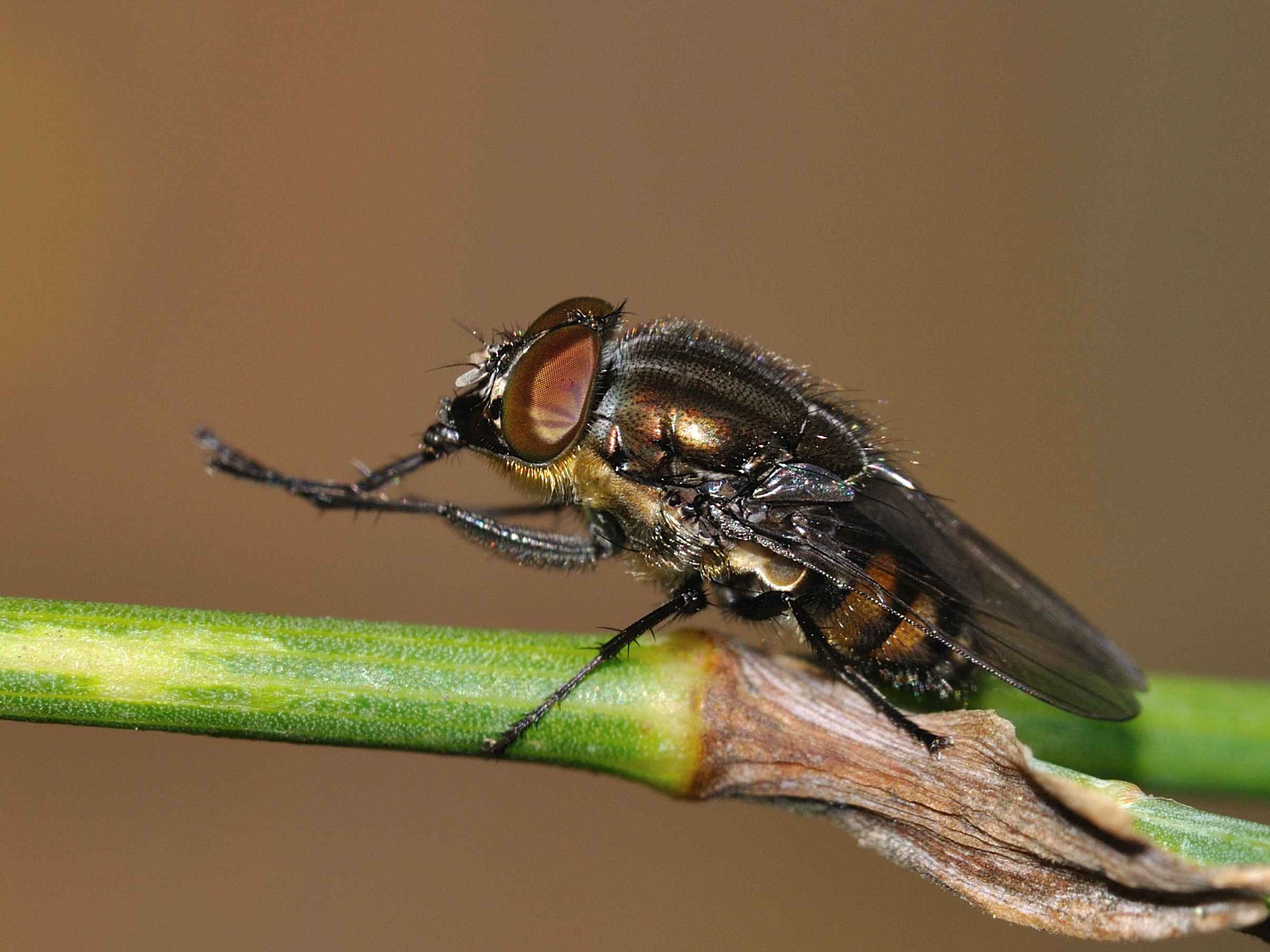 Conferma per Stomorhina lunata maschio